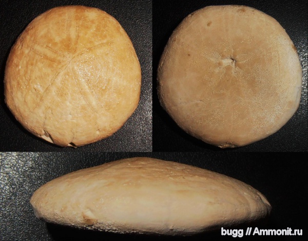 морские ежи, мел, маастрихт, Бахчисарайский район, Малое Садовое, Gitolampas, Maastrichtian, Cretaceous