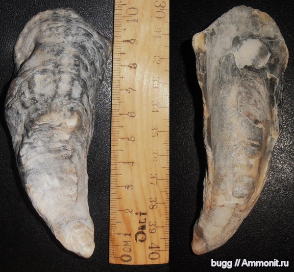 неоген, США, двустворки