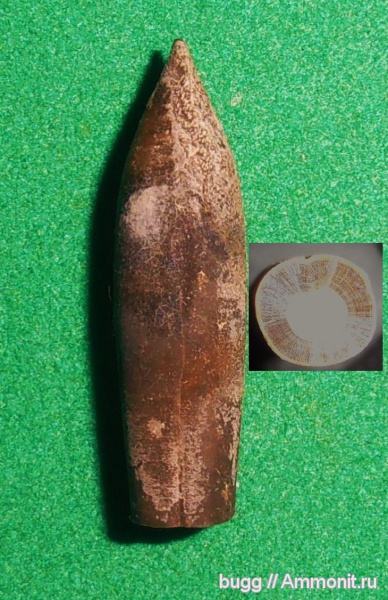 белемниты, мел, Высокое, Cretaceous, belemnites