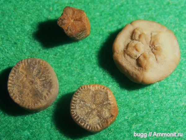 морские лилии, титон, Байдарская долина, Tithonian