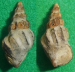 Брюхоногий моллюск