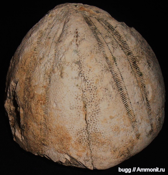 морские ежи, палеоген, Conoclypus conoideus, Белогорский район, Пролом