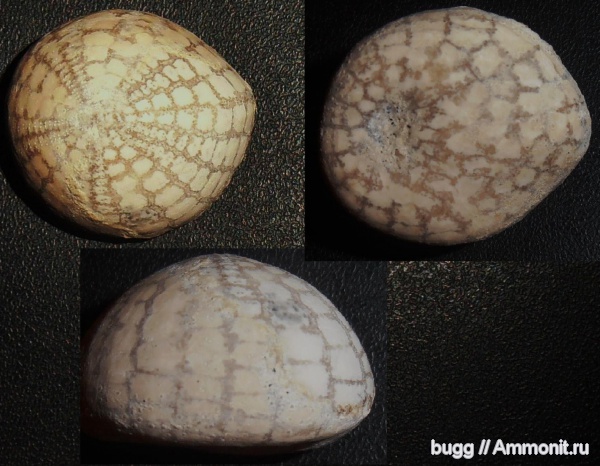 морские ежи, маастрихт, Echinocorys, Белогорск, Echinocorys  tenuituberculata, Maastrichtian