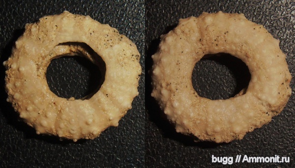 морские ежи, Белогорский район