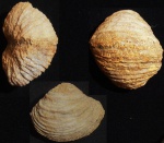 Sphaera belbekensis