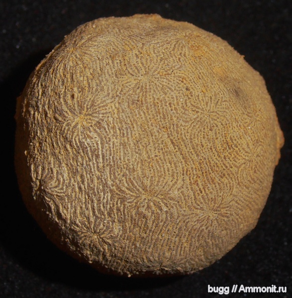 кораллы, берриас, Siderastraea irregularis, Scleractinia, Куйбышево, Berriasian