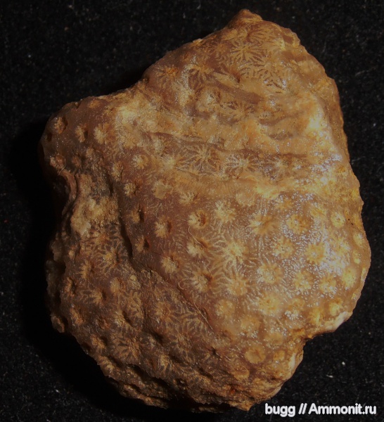 мел, кораллы, берриас, Scleractinia, Куйбышево, Berriasian, Cretaceous