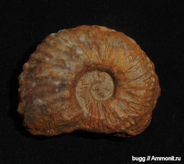 мел, берриас, Neocosmoceras, Куйбышево, Berriasian, Cretaceous