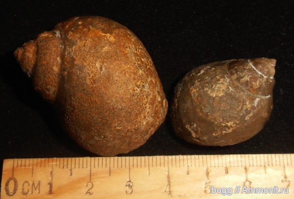 мел, брюхоногие моллюски, берриас, Ampullospira, Куйбышево, Ampullospira incerta, Berriasian, Cretaceous