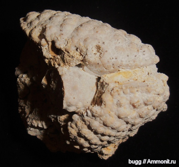 неоген, крабы, Daira speciosa, Тернопольская область