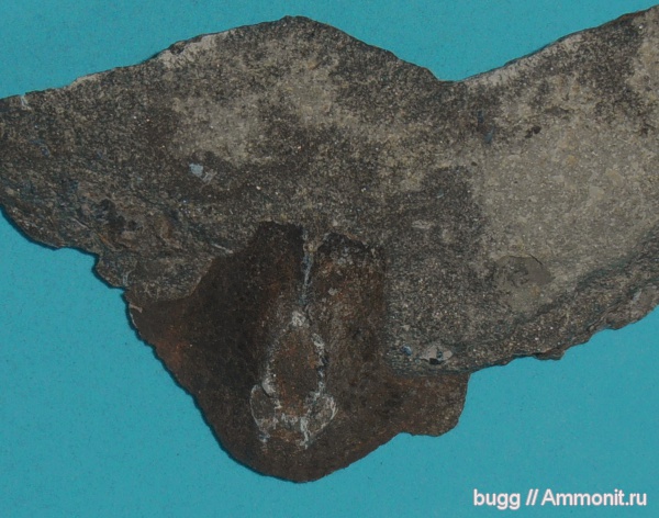 девон, Devonian, osteostraci, Agnatha, Stensiopelta pustulata, Stensiopelta, бесчелюстные рыбы