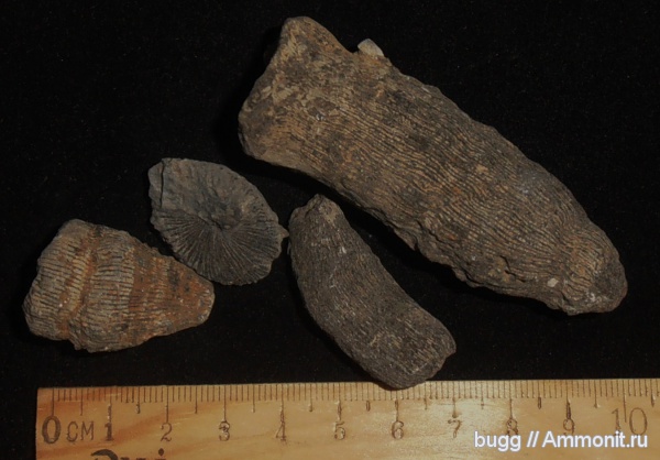 юра, кораллы, Новый Свет, Jurassic