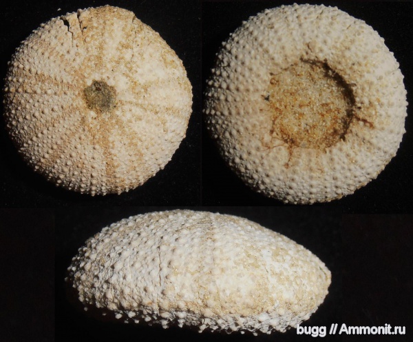 морские ежи, неоген, Psammechinus dubius, Тернопольская область