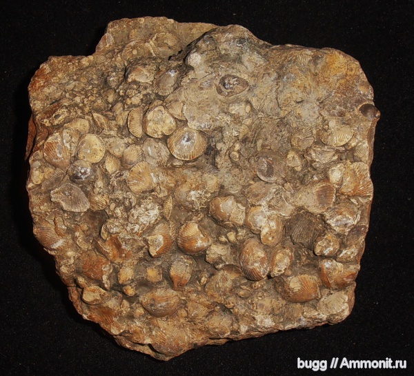 брахиоподы, девон, палеозой, Devonian, Тернопольская область