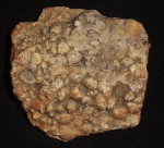 Плитка с брахиоподами