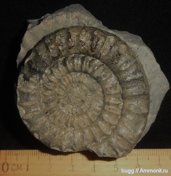 юра, Arietites, Coroniceras, Закарпатская область, Jurassic