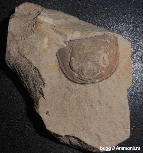 силур, ракоскорпионы, Silurian, Eurypterus, Хмельницкая область