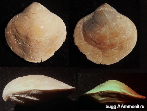 брахиоподы, мел, маастрихт, Симферополь, Terebratulida, Maastrichtian, Cretaceous