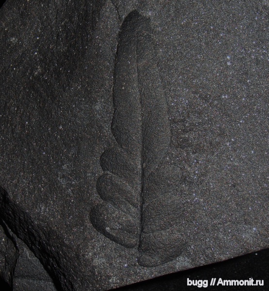 карбон, Neuropteris, Донецкая область