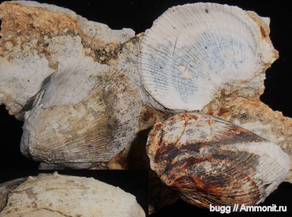 мел, двустворки, маастрихт, Spondylus, Симферопольский район, Maastrichtian, Cretaceous