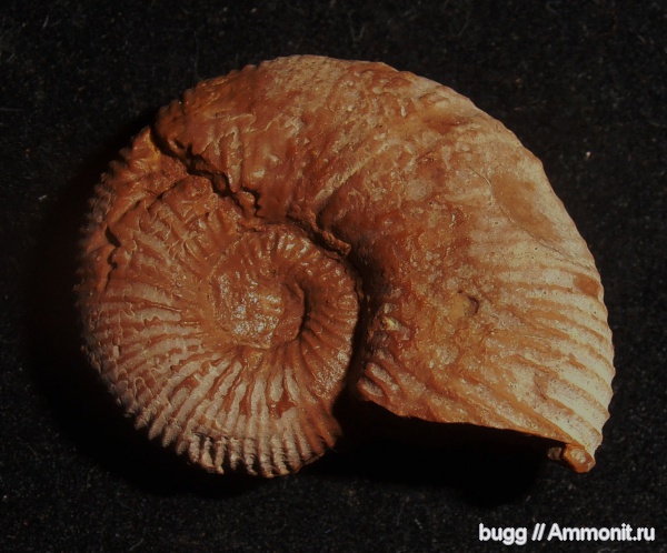 мел, баррем, нижний баррем, Holcodiscus, Holcodiscus caillaudianus, Верхоречье, Barremian, Cretaceous