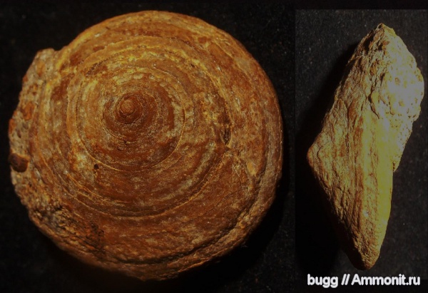 мел, Pleurotomaria, брюхоногие моллюски, баррем, нижний баррем, Верхоречье, Barremian, Cretaceous