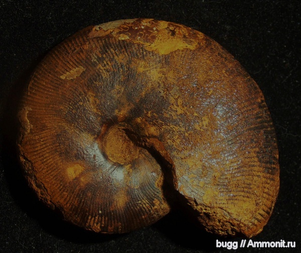 мел, баррем, нижний баррем, Euphylloceras, Верхоречье, Phylloceratidae, Barremian, Cretaceous