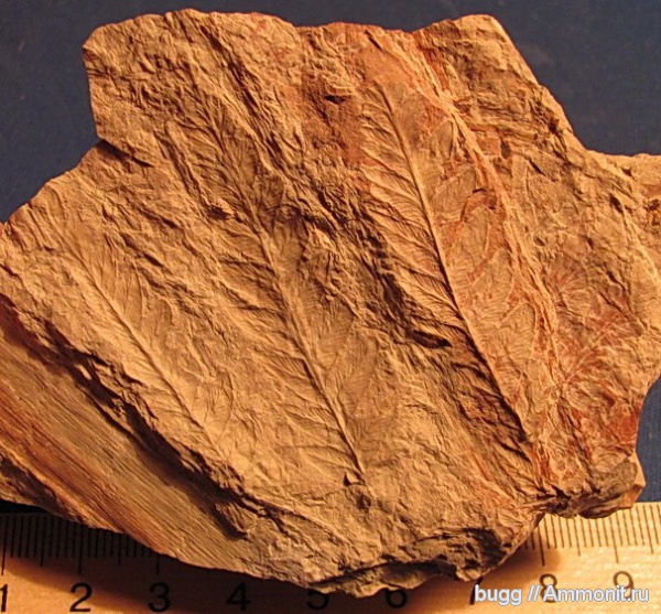 карбон, Польша, Mariopteris