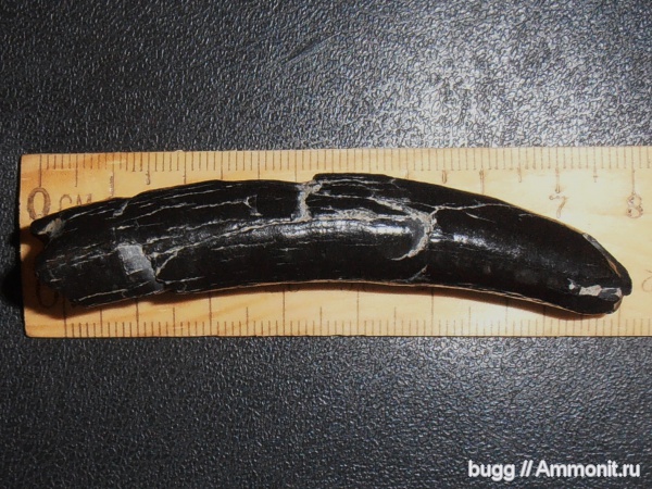 неоген, Kogiopsis