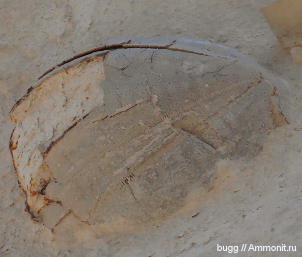 морские ежи, палеоген, Инкерман