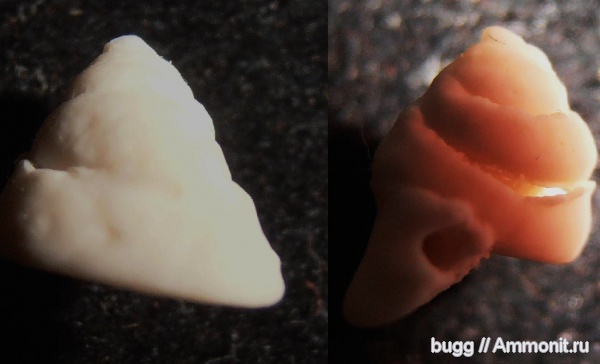 палеоген, фораминиферы, Инкерман