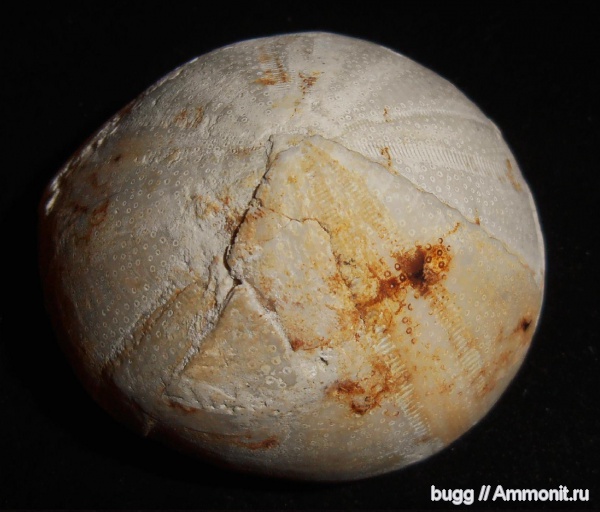 морские ежи, палеоген, Conoclypus, Инкерман, Conoclypidae, Conoclypus anachoreta