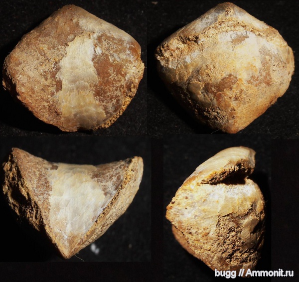 брахиоподы, мел, баррем, нижний баррем, Верхоречье, Lacunosella, Barremian, Cretaceous, Lacunosella moutoniana