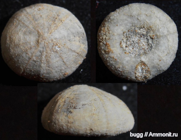 морские ежи, мел, готерив, Discoidea karakaschi, Discoidea, Hauterivian, Cretaceous, нижний готерив