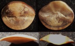 Крышечка гастроподы Neritopsis