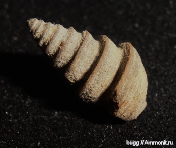 моллюски, берриас, Балки, Berriasian