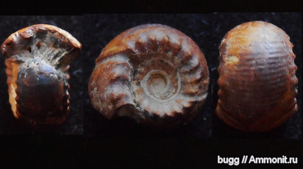 мел, берриас, Балки, Olcostephanidae, Berriasian, Cretaceous