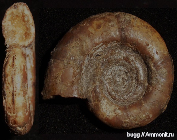 берриас, Protetragonites tauricus, Protetragonites, Балки, Berriasian