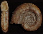Protetragonites tauricus