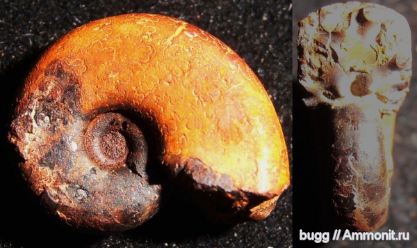 мел, берриас, Балки, Berriasian, Cretaceous