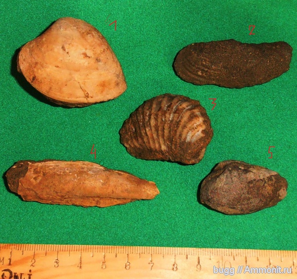мел, двустворки, берриас, Trigonia, Gervillia, Leda, Куйбышево, Isocrdia, Panope, Berriasian, Cretaceous