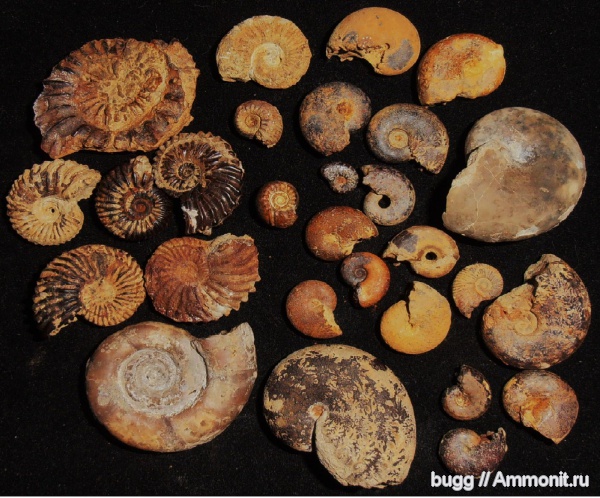 аммониты, мел, берриас, Ammonites, Neocosmoceras, Neocosmoceras euthymi, Балки, Berriasian, Cretaceous