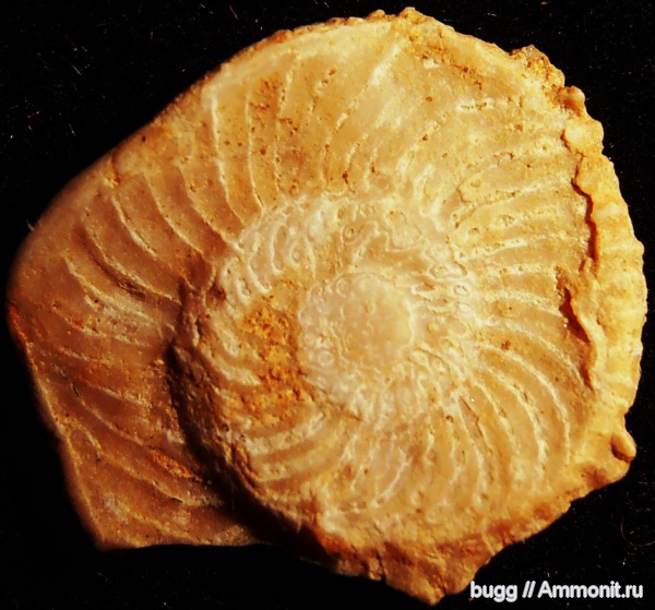 палеоген, фораминиферы, Operculina, Симферопольский район