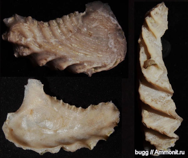 мел, двустворки, маастрихт, Lopha, Бахчисарайский район, Lopha rectangularis, Maastrichtian, Cretaceous