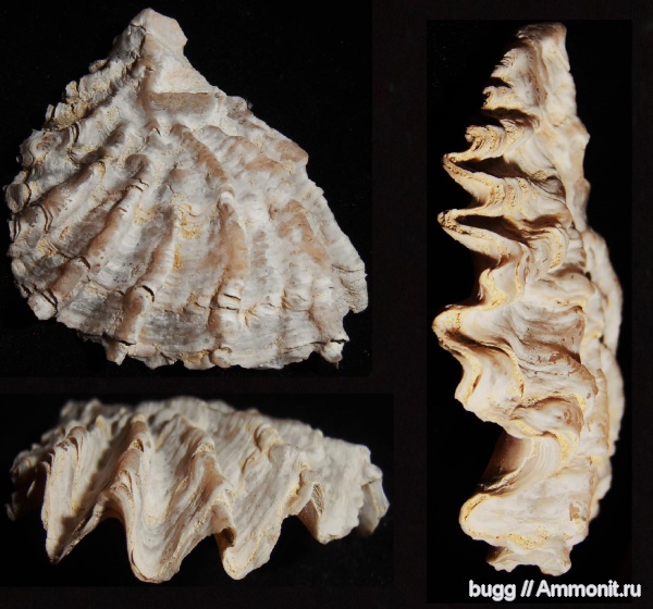 мел, двустворки, маастрихт, Lopha, Lopha marshii, Бахчисарайский район, Maastrichtian, Cretaceous