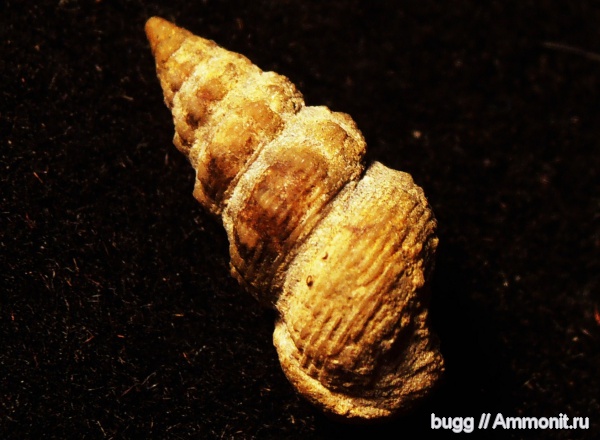 берриас, Белогорский район, Балки, Berriasian