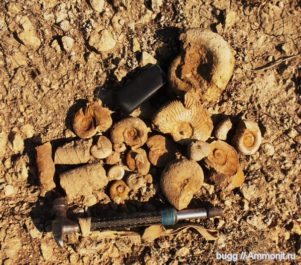 аммониты, мел, баррем, нижний баррем, Ammonites, Верхоречье, Barremian, Cretaceous