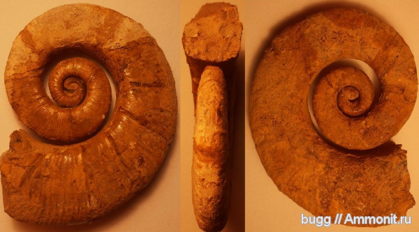 аммониты, мел, гетероморфные аммониты, баррем, нижний баррем, Crioceratites, Ammonites, Верхоречье, Barremian, Cretaceous, heteromorph ammonites