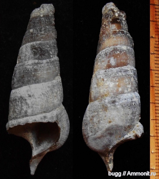 мел, брюхоногие моллюски, маастрихт, Инкерман, Maastrichtian, Cretaceous