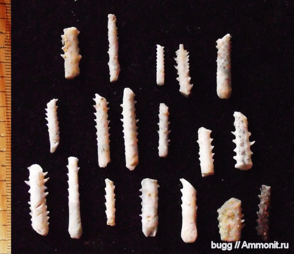 палеоген, иглы морских ежей, Симферополь